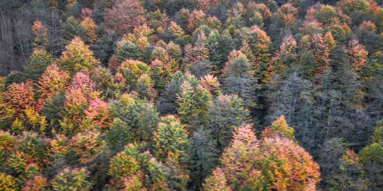 Cankurtaran Ormanlarındaki Renk Cümbüşü Havadan Görüntülendi