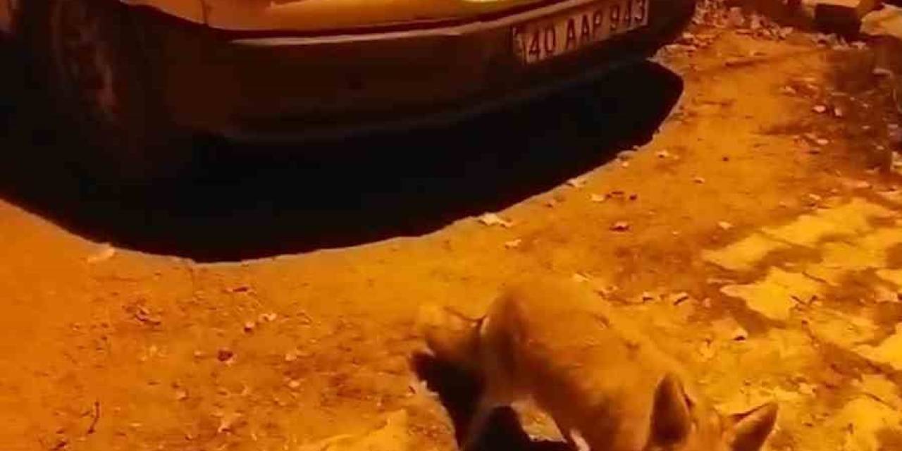 Gümüşhane’de Tilkiler Köyün Maskotu Oldu