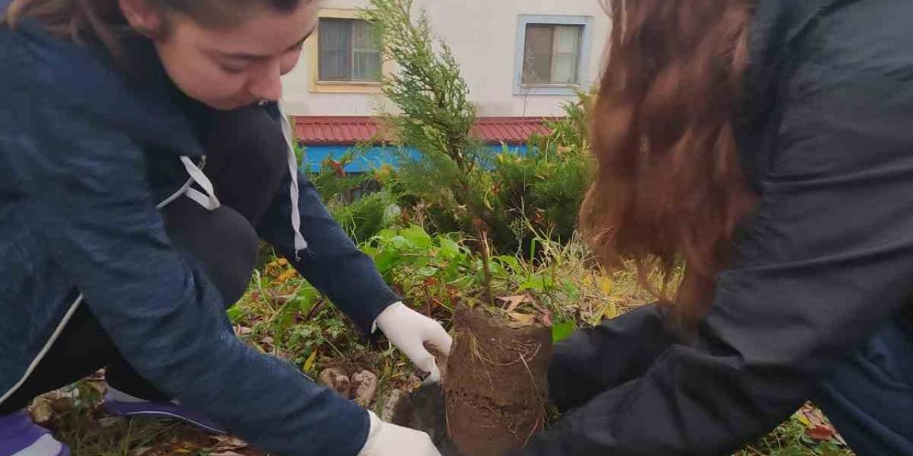 Sınav Arası Fidan Molası