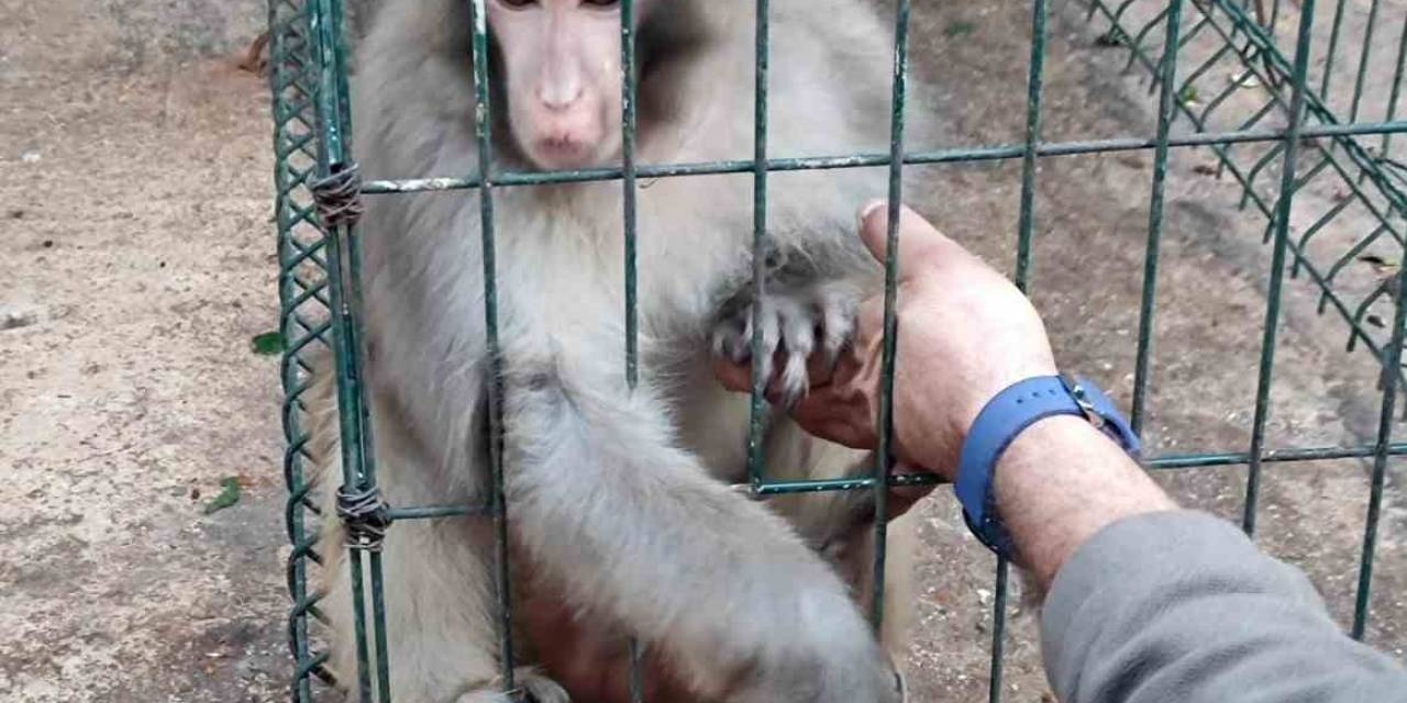 Antalya’da İzinsiz Rhesus Maymununu Besleyen Şahsa 8 Bin 322 Lira Para Cezası Uygulandı
