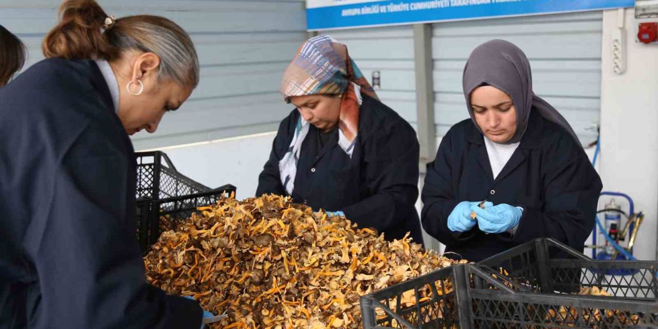 Kastamonu Ormanlarından Avrupa’ya 100 Milyon Liralık Mantar İhracatı