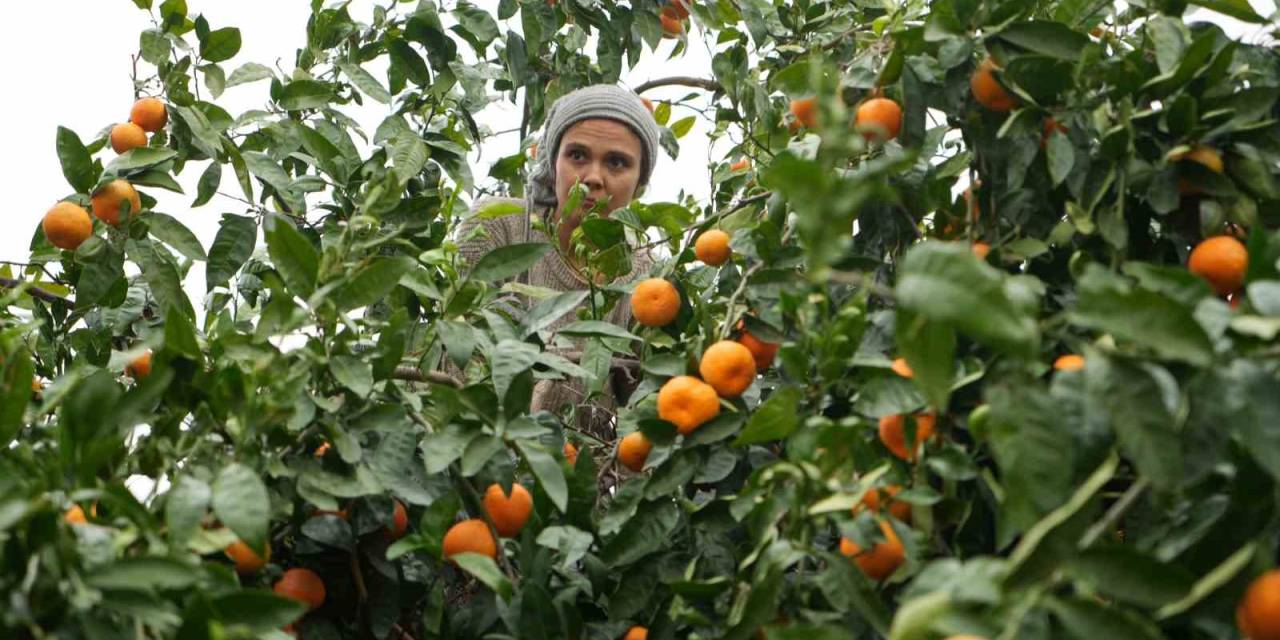 Coğrafi İşaretli Havran Mandalinasında Hasat Başladı