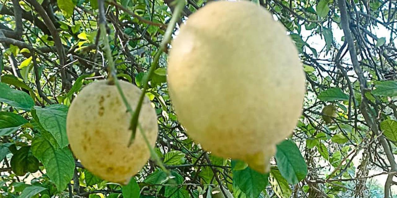 Ortaca’da Limon Ve Greyfurt Bahçelerinde İncelemelerde Bulunuldu