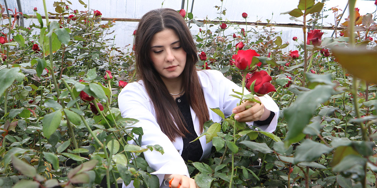 Hamsi atıklarıyla geliştirilen gübreyle gül yetiştiriyorlar