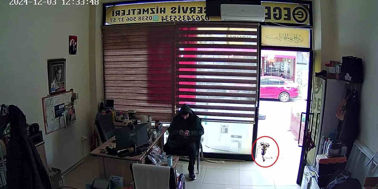 Köpek, Esnafa Vefa Borcunu Böyle Ödedi