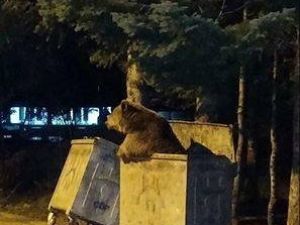 Uludağ’da Köpekler Ayıyı Böyle Kovaladı
