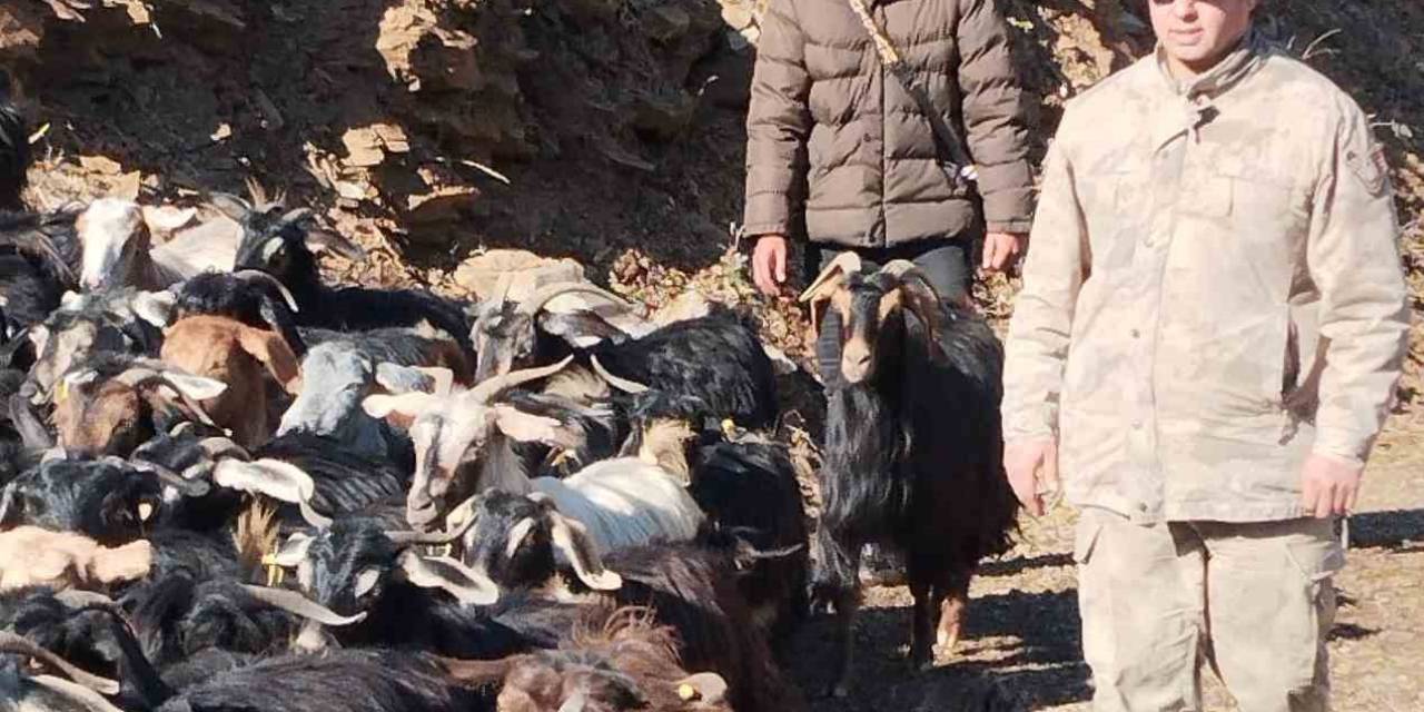Batman’da Kaybolan 130 Keçi Jandarma Tarafından Bulunarak Sahibine Teslim Edildi