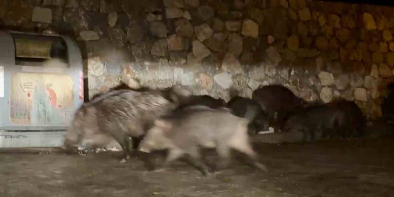 Bodrum’da Aç Kalan Yaban Domuzları Mahalleleri Mesken Tuttu