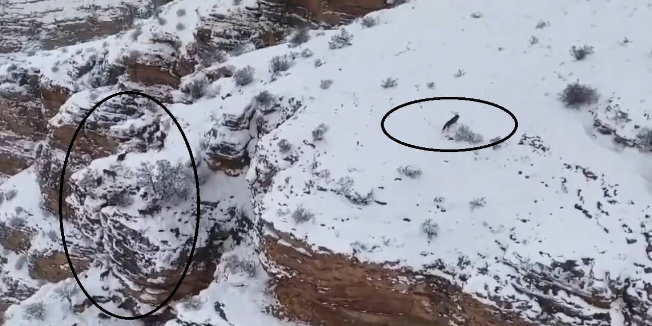 Dağ Keçileri İle Kurt Aynı Karede Görüntülendi