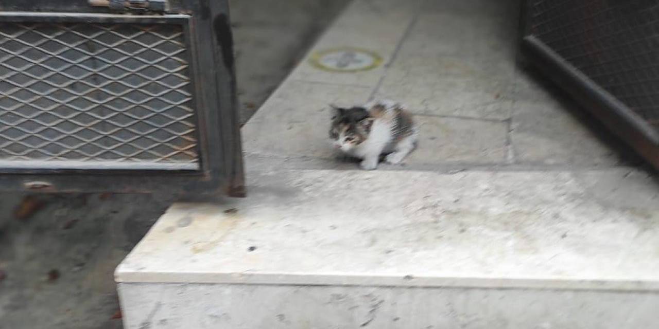 Yağmur Hattı Borusuna Sıkışan Yavrusunu Kurtarılıncaya Kadar Bekledi