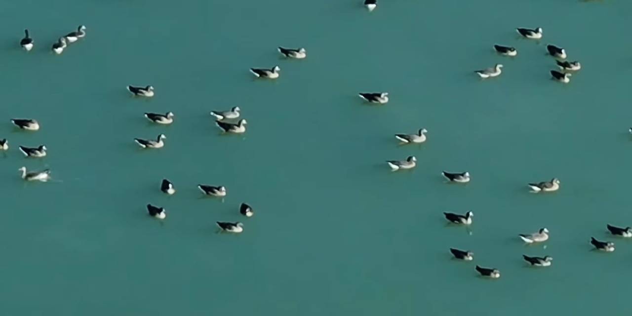 Van’ın Kuş Cenneti Erçek Gölü, Yaban Kazlarına Ev Sahipliği Yaptı
