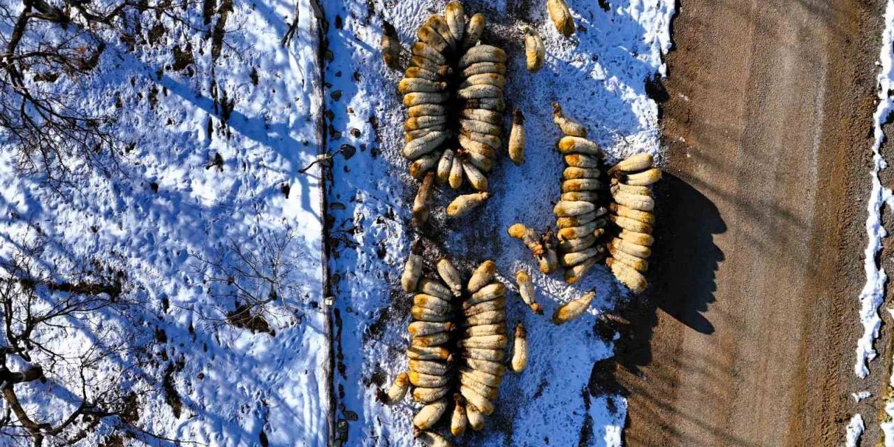 Küçükbaş Hayvan Yetiştiricilerin Zorlu Kış Mesaisi