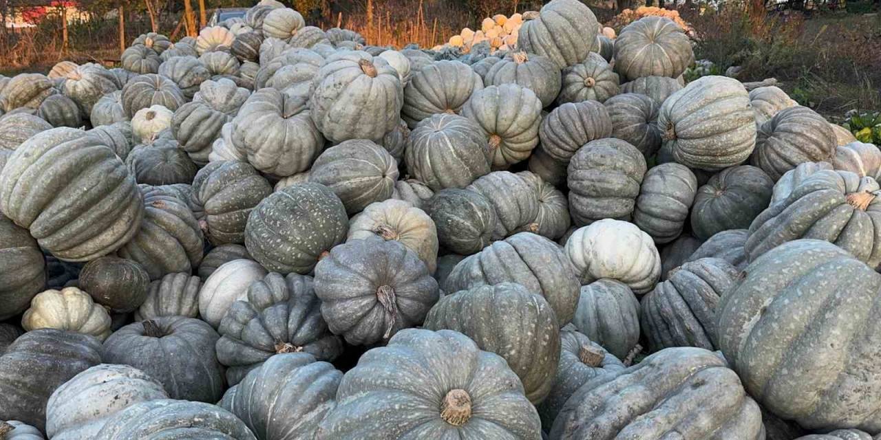 Ünlü Bal Kabağı Kilosu 10 Liradan Tezgaha İndi