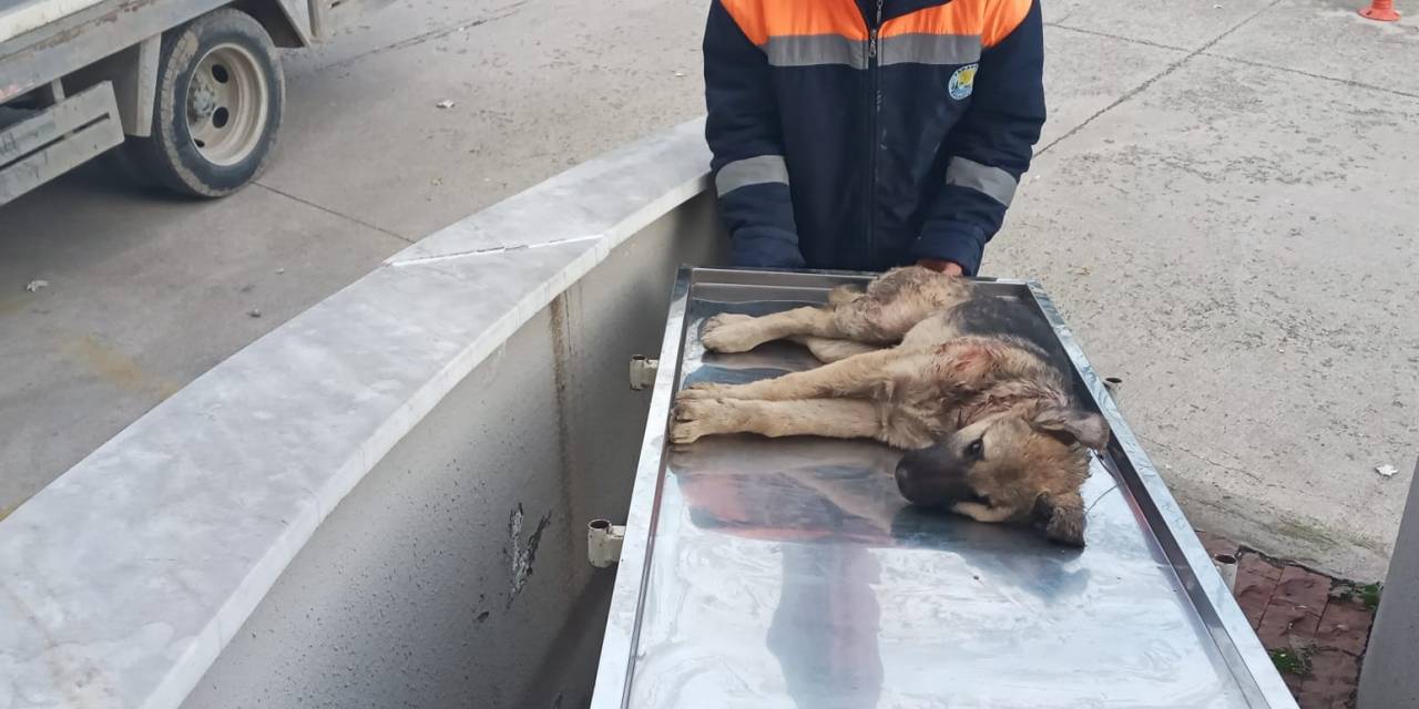 Otomobilin Çarptığı Köpeği Belediye Çalışanları Kurtardı