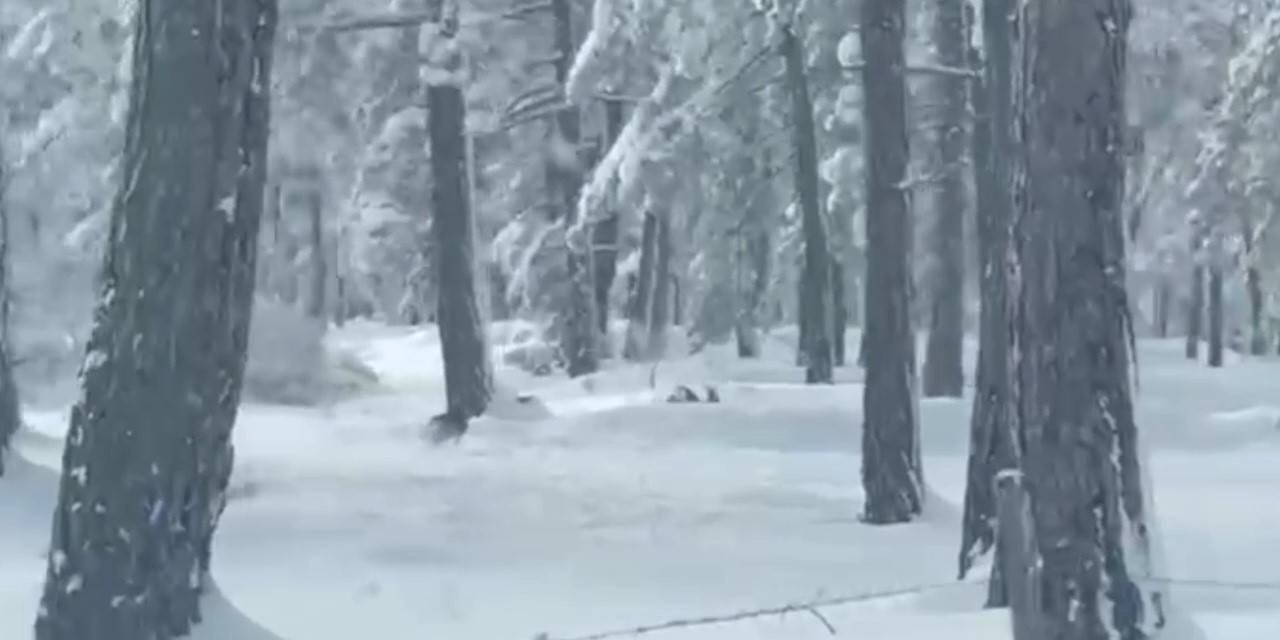 Karabük’te İki Karaca Ve Tilki Görüntülendi