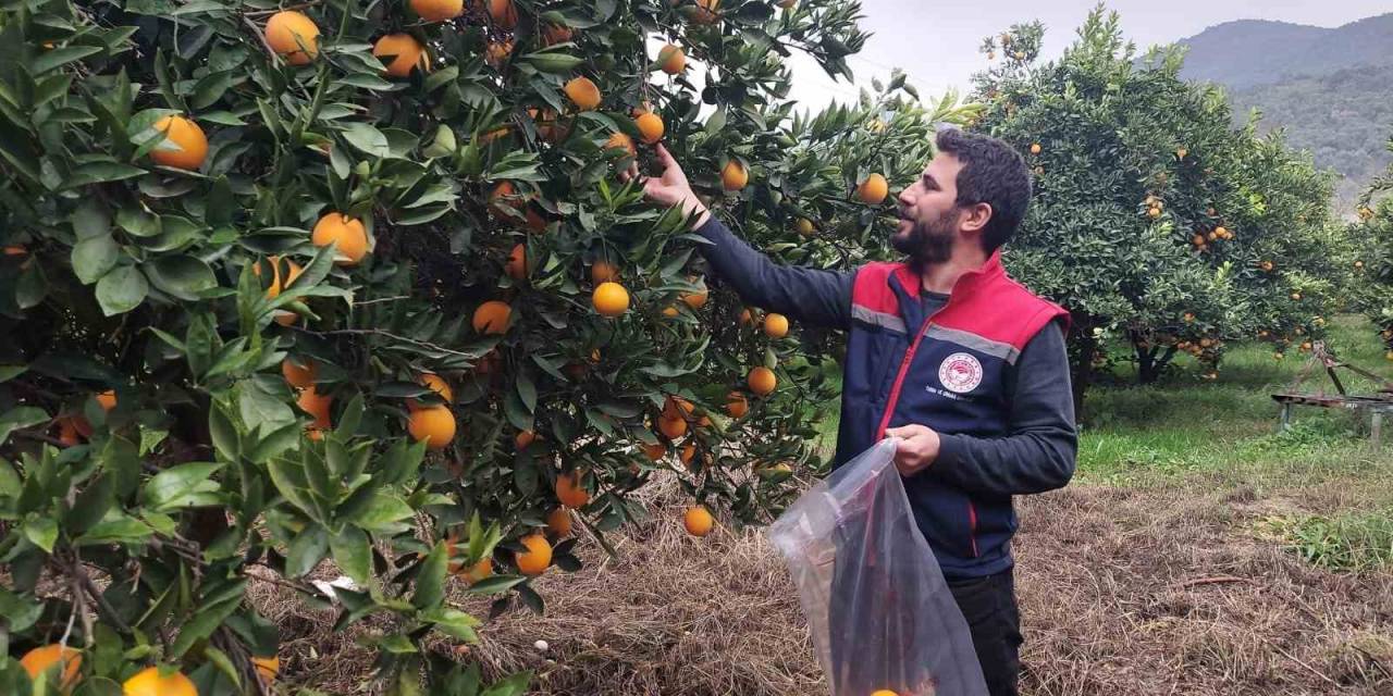 Koçarlı’da Narenciye Bahçeleri Kontrol Altında