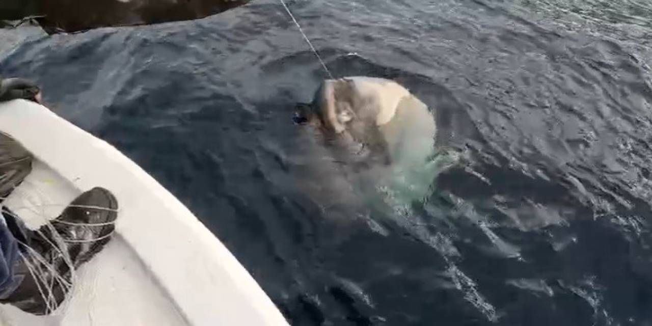 Yunanlılara Kafa Tutan Balıkçı Gökçeada Açıklarında 1 Tonluk Ay Balığı Yakaladı