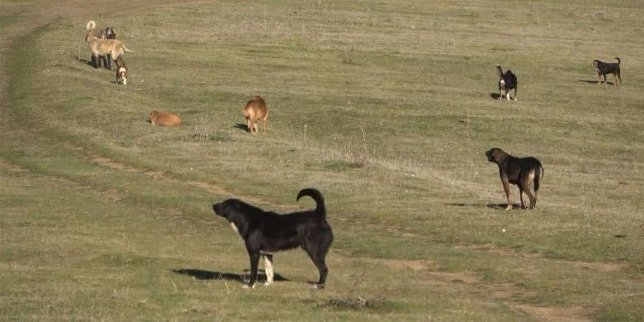 Samsun'un kırsal mahallelerinde başıboş köpek istilası: Mahalleli korku içinde