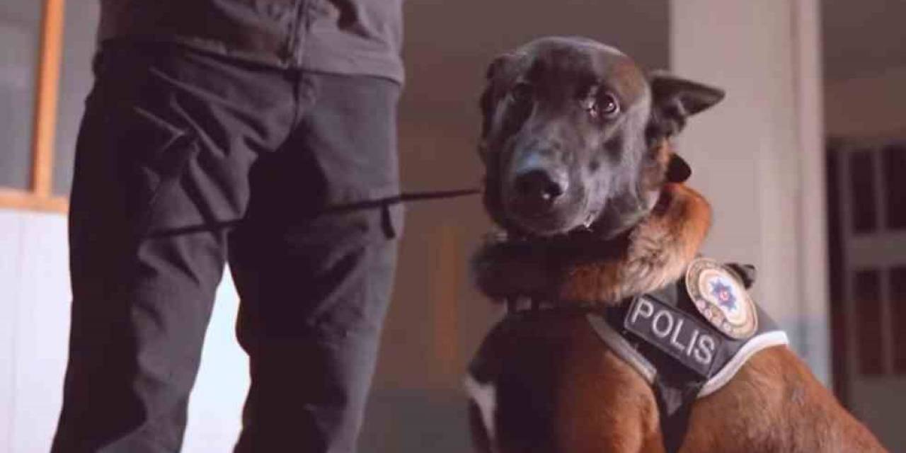 Isparta’nın Narkotik Kahramanı Milon, Üçüncü Kez ’ayın Köpeği’ Seçildi