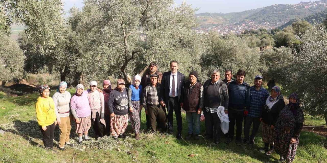 Başkan Arıcı Zeytin Hasadında Üreticiler Ve İşçiler İle Bir Araya Geldi