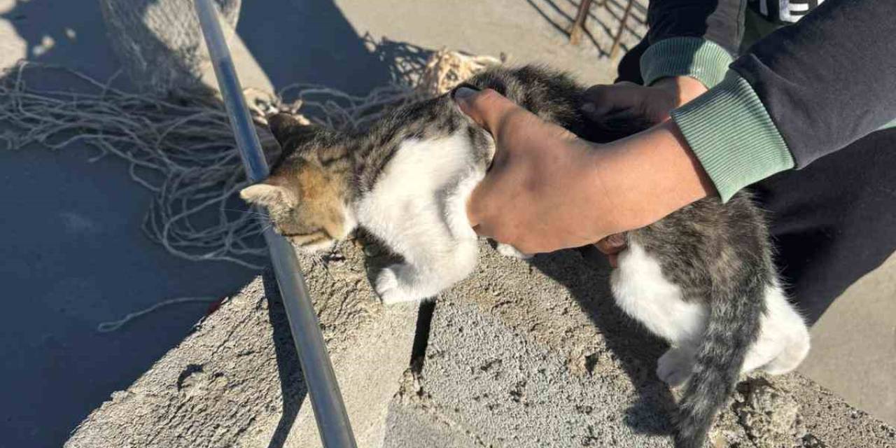 Kedinin İmdadına İtfaiye Ekipleri Yetişti