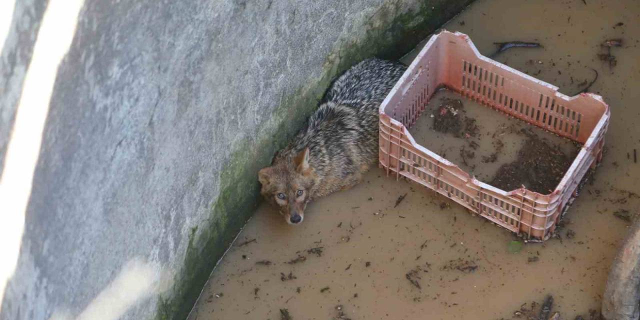 Yer Sarnıcına Düşen Tilki Kurtarıldı