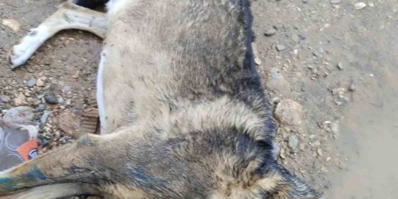 Manisa’da Köpek Katliamı