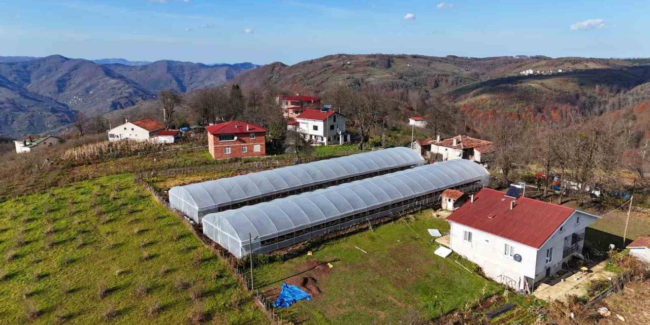 Ordu’da Üreticilere Sera Naylonu Desteği