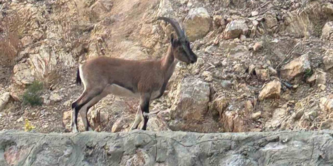 Yaban Keçisini Avladı, "Domates Yıkıyordum" Savunmasıyla Şaşırttı