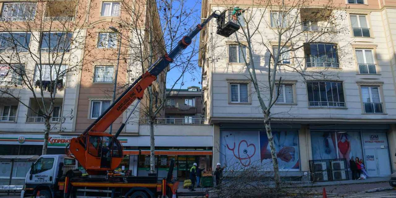 Esenyurt’ta Ağaçlar Budama Çalışmalarıyla Güçleniyor