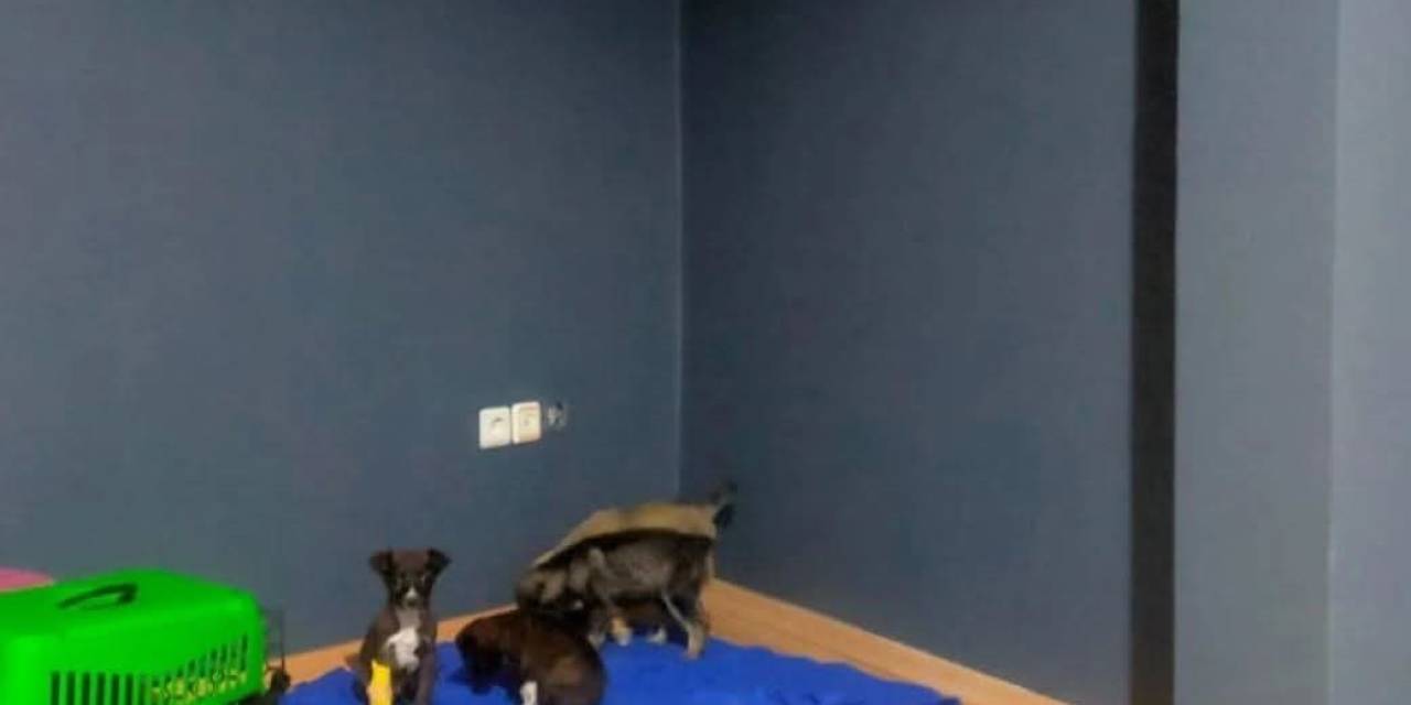 Çöpe Atılan Yavru Köpeklerle İlgili 2 Kişi Gözaltına Alındı