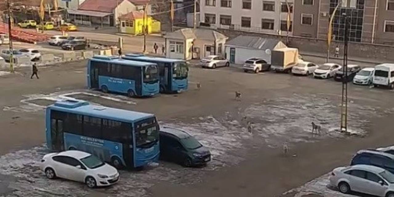 Muş’ta Başıboş Köpeklerden Kaçan Öğrenci Yere Kapaklandı