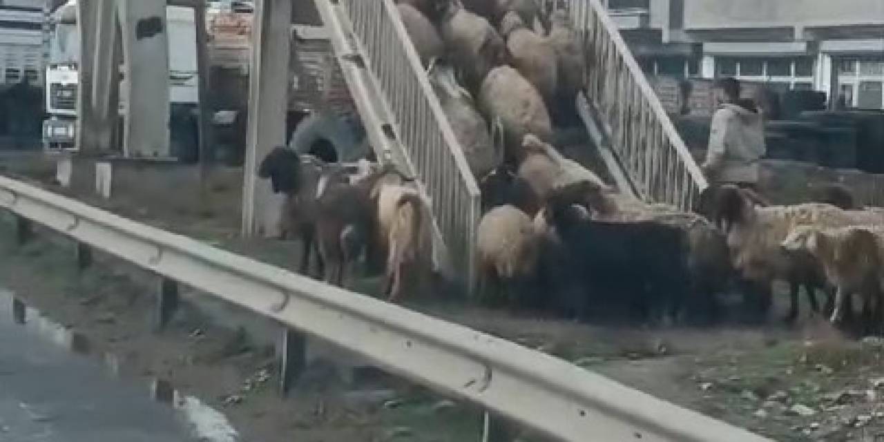 Cizre’de Koyunlardan Yayalara Üst Geçit Mesajı