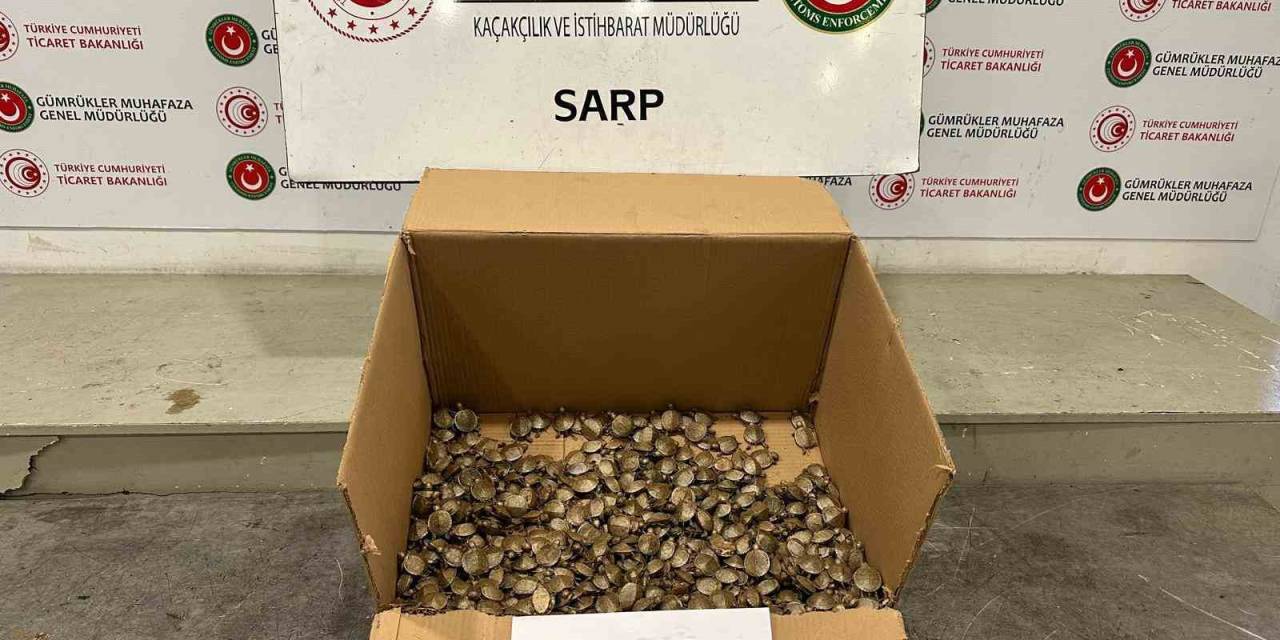 Ticaret Bakanlığı Gümrükler Muhafaza Ekiplerinden "Su Kaplumbağası" Operasyonu