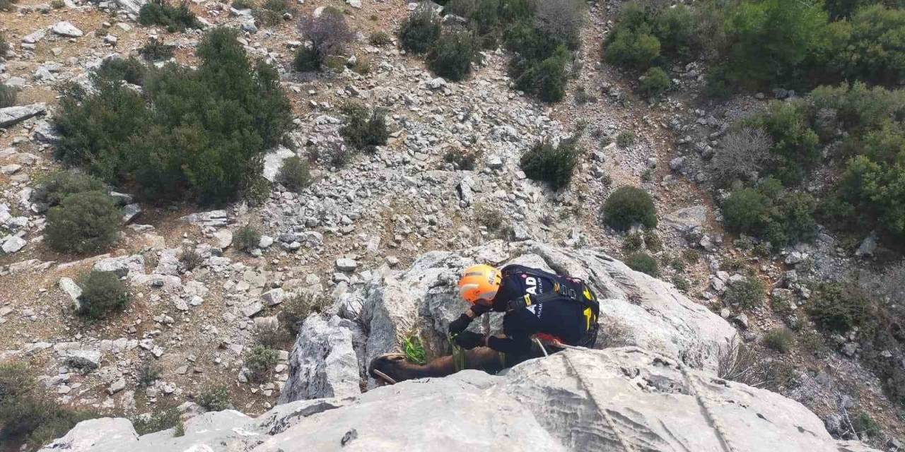Burdur’da Dağlık Alanda Mahsur Kalan Keçileri Afad Ekipleri Kurtardı
