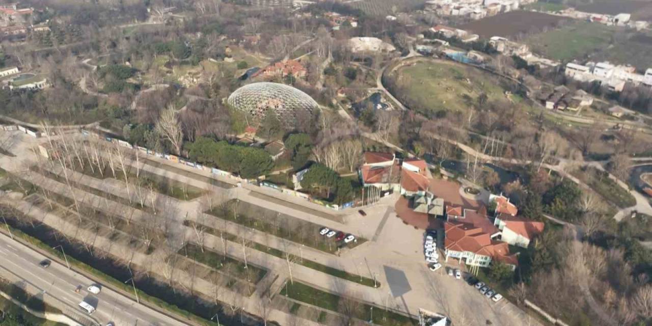 Uykusu Kaçan Ayılar, 9 Kiloluk Levrekleri Afiyetle Midelerine İndirdi