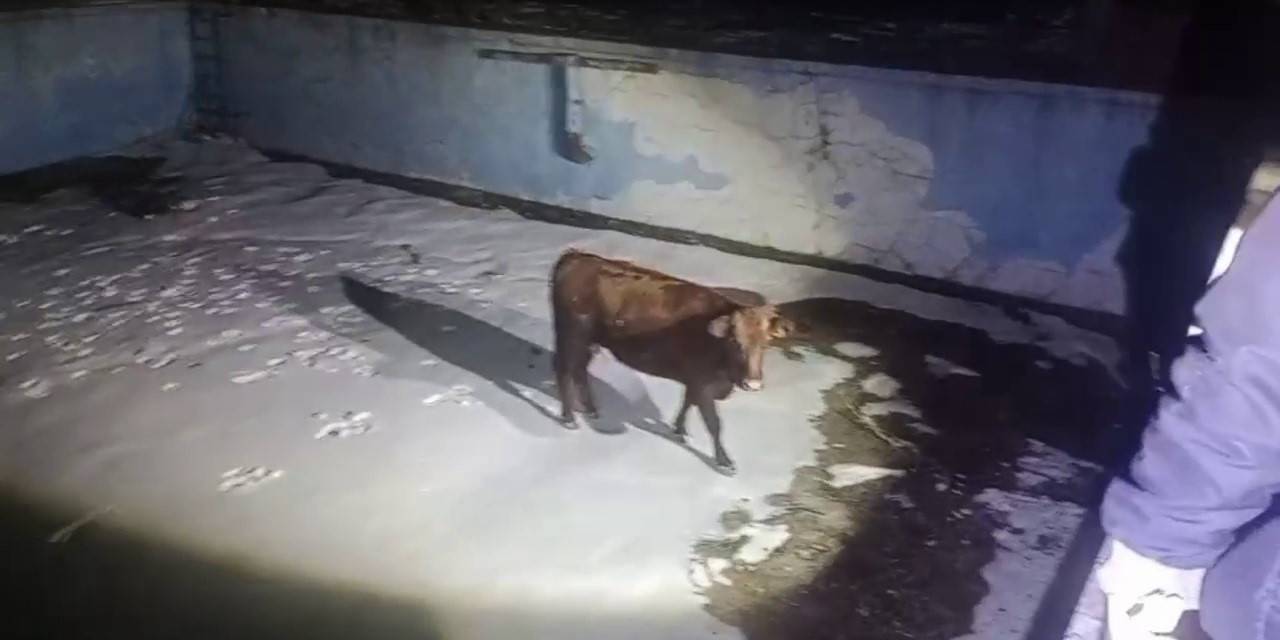 Sahibinin Elinden Kaçan İnek, Havuzda Mahsur Kaldı