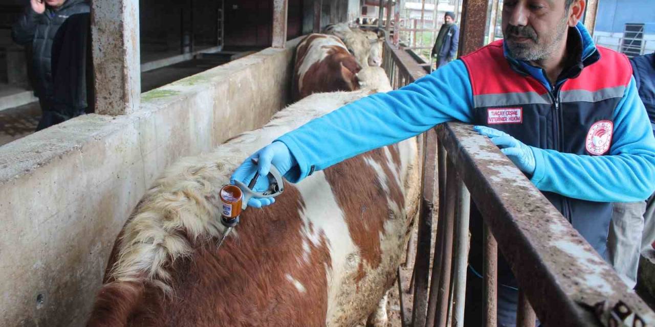 Düzce’de 55 Bin 810 Büyükbaş Hayvan Aşılanacak