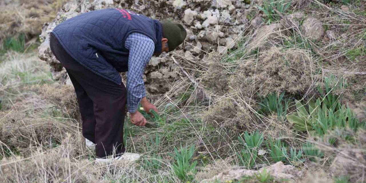 Dağlarda Çiriş Otu Bereketi