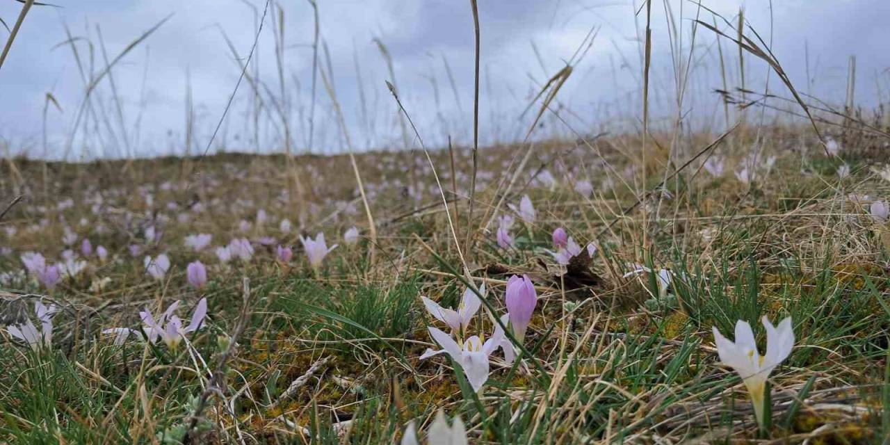 Akyaka’da Kardelenler Görsel Şölen Sunuyor