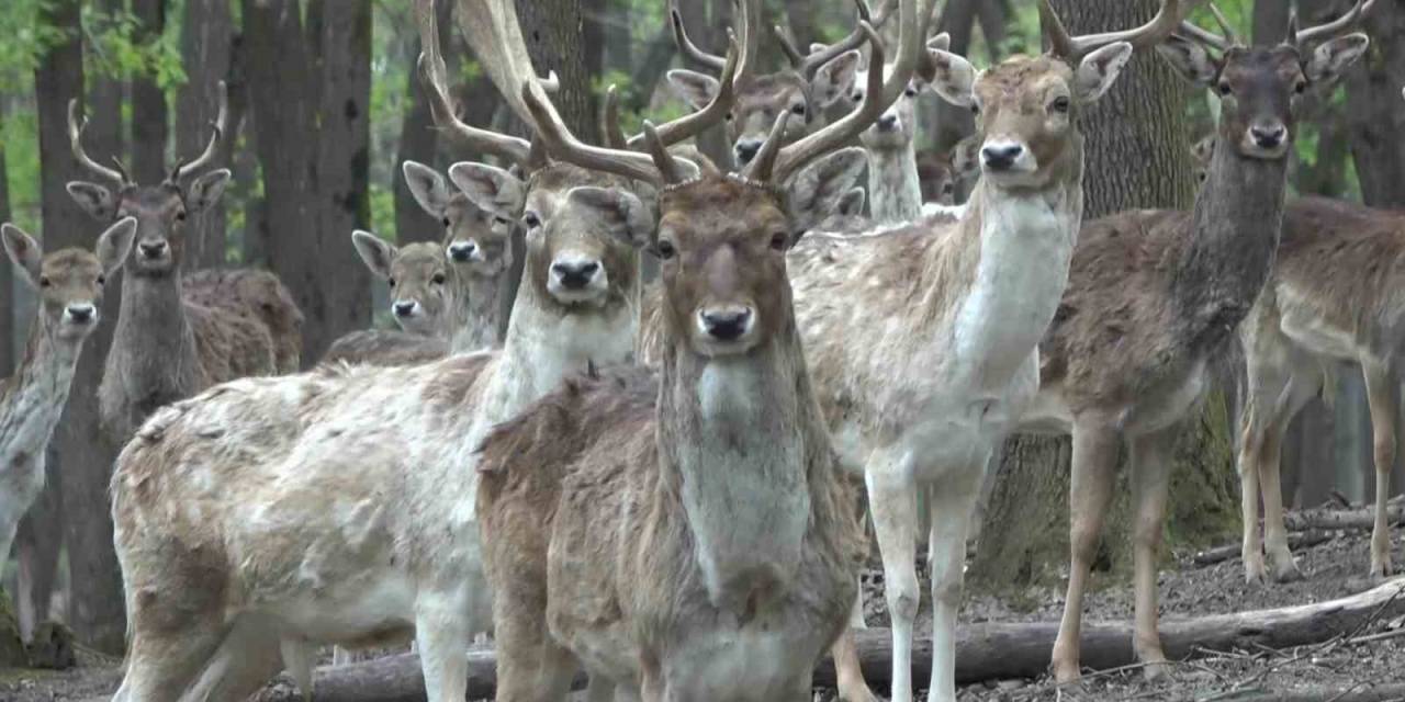 Kızıl Geyikler Boynuzlarını Değiştiriyor