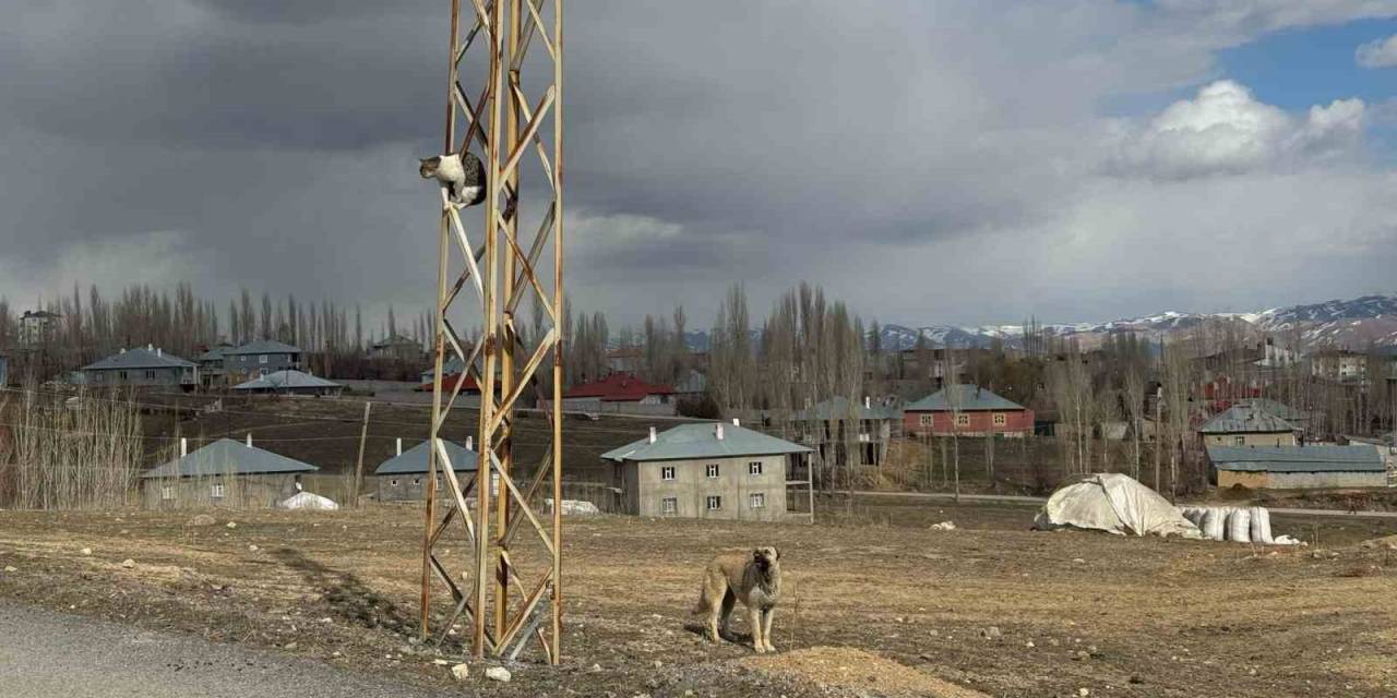Van’da Köpeklerden Kaçan Kedi Saatlerce Direkte Bekledi