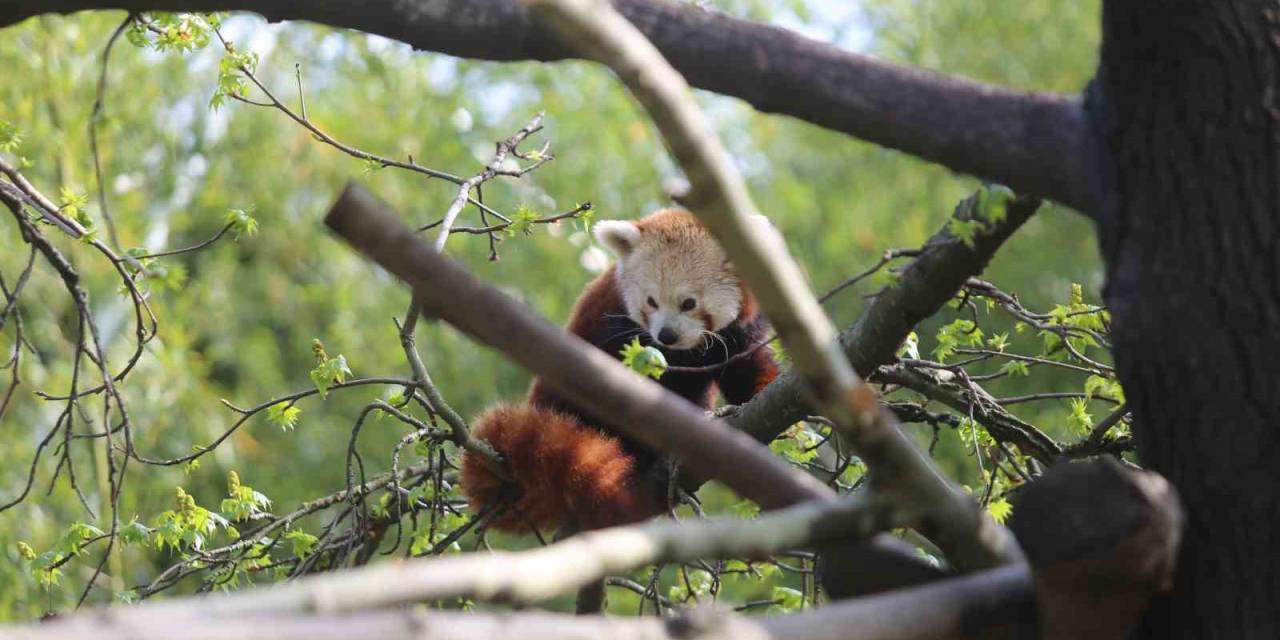 Kızıl Pandalar Yan Gelip Yatıyor