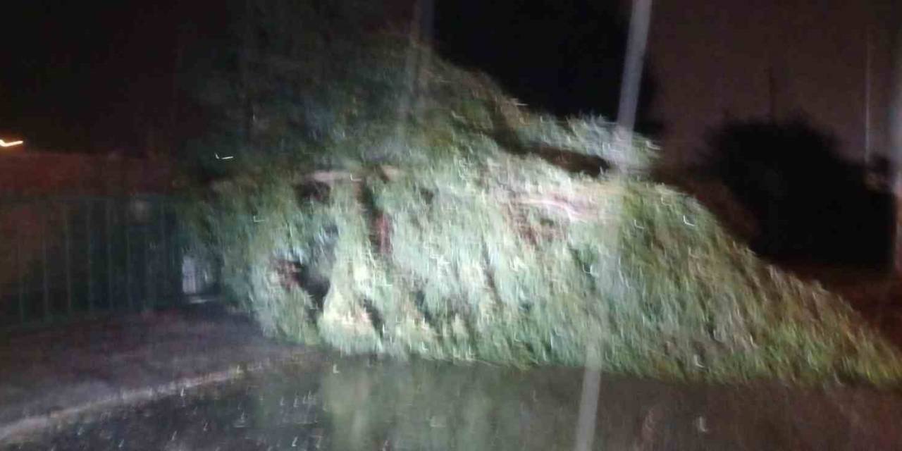 Aydın’da Kuvvetli Rüzgar Hayatı Olumsuz Etkiledi