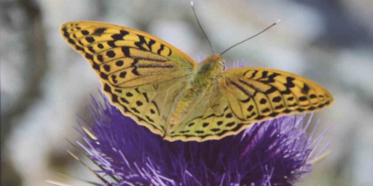 Mersin’de ’mutlu Kelebekler Festivali’