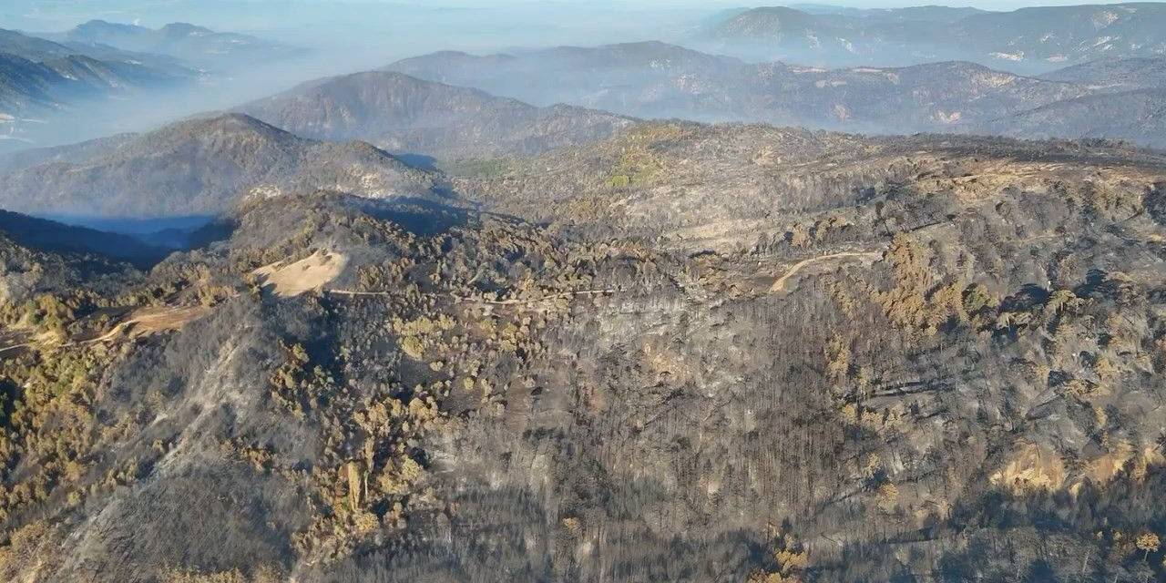 Bolu’da Ormanlar Küllerinden Doğacak: 5 Milyondan Fazla Fidan Toprakla Buluşacak