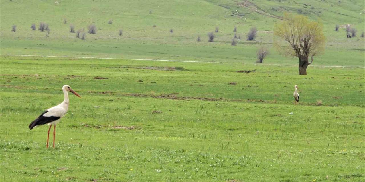 Leylekler Muş Ovası’na Döndü