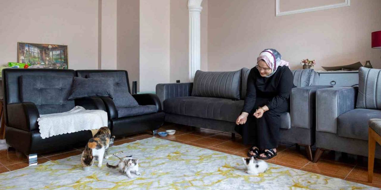 Cami Avlusuna Sığınan Anne Kedinin Yavruları Sahiplendirilecek