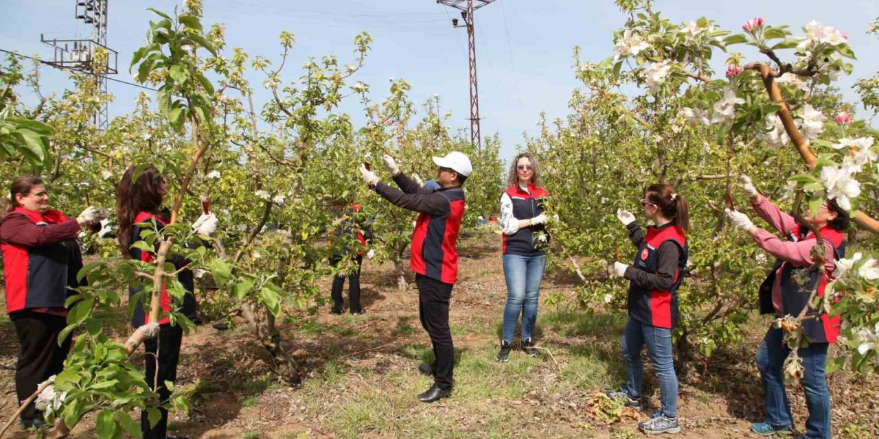Çanakkale’de Elma İç Kurduna Karşı Biyoteknik Mücadele Yaygınlaşıyor