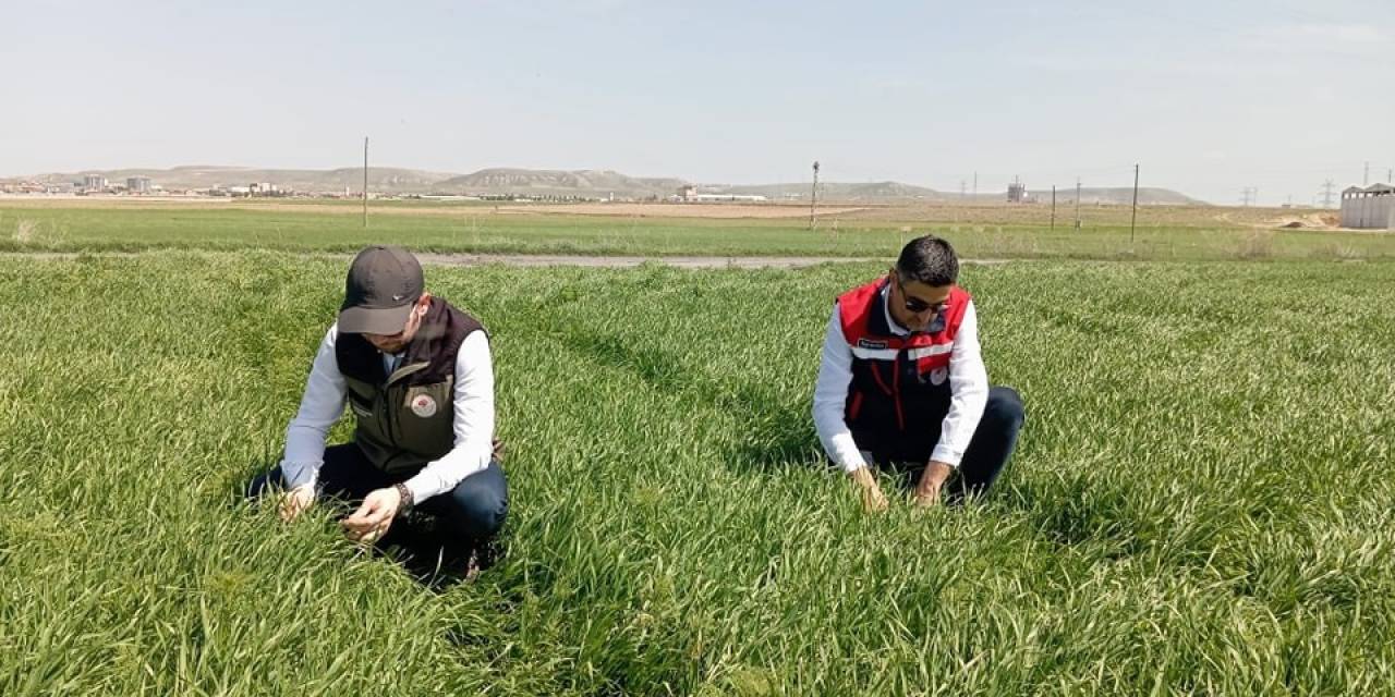 Hububat Ekili Alanlarda Bitkisel Hastalıklara Karşı Kontroller Başladı